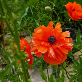 Petals of Paper by Richard Reeve