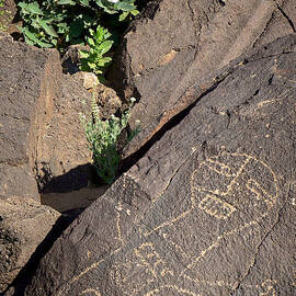 Petroglyph and Sacred Datura - Petroglyph National Monument by Mary Lee Dereske