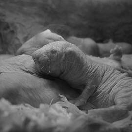 Philadelphia Zoo - Naked Mole Rat by Richard Reeve