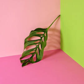 Philodendron Leaf Leaning In Corner Of by Juj Winn