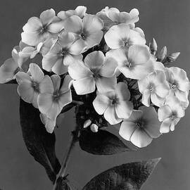 Phlox Blossoms by J. Horace McFarland