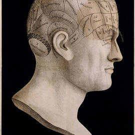 Phrenology by Georgia Clare