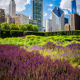 Picture of Chicago Skyline with Lurie Garden Flowers by Paul Velgos