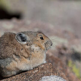 Pika in the Sun by Cascade Colors