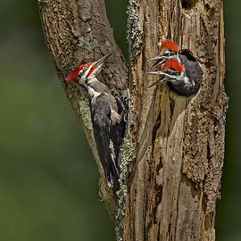 Pilated Woodpecker Family by Susan Candelario