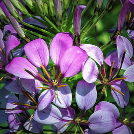 Pink and Purple Floral Pallete by Bill and Linda Tiepelman