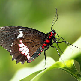 Pink cattleheart  by Grant Glendinning