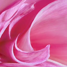 Pink Curves by Mary Jo Allen