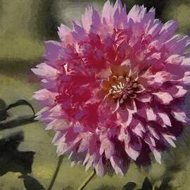 Pink Dahlia by Jeffrey Kolker