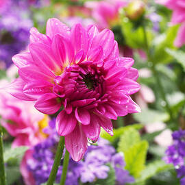 Pink Dahlia by Rona Black