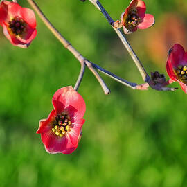 Pink Dogwood blossoms by Flees Photos