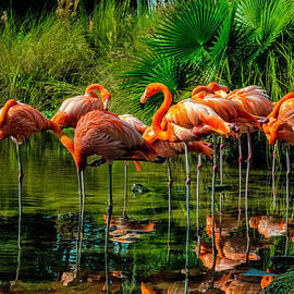 Pink Flamingos by Louis Dallara