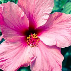 A flower for you  by AM FineArtPrints