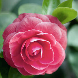 Pink Rose by Gail Shotlander