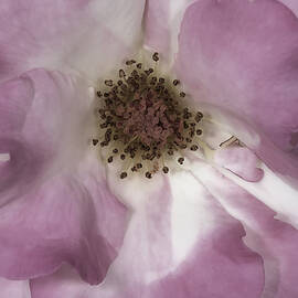 Pink Rose Petals by Susan Candelario