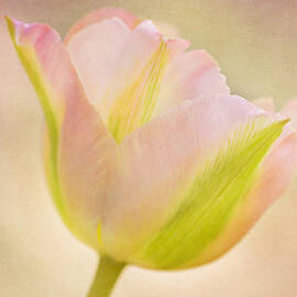 Pink Spring Dreams Close by Mary Jo Allen