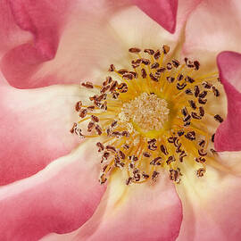 Pink With A Touch Of Yellow by Susan Candelario