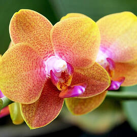 Pink Yellow Orchid by Rona Black