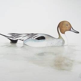 Pintail Duck by Ele Grafton
