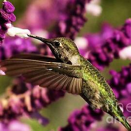 Point Reyes Hummingbird by Adam Jewell
