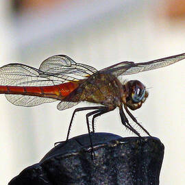 Poised Flame Skimmer by Joe Schofield