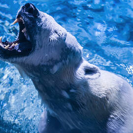 Polar Bear by Flees Photos