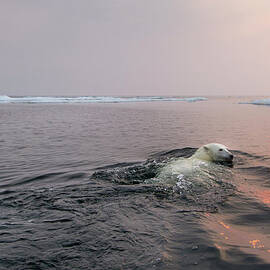 Polar Bear, Hudson Bay, Canada by Paul Souders