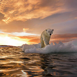 Polar Bear, Repulse Bay, Nunavut, Canada by Paul Souders