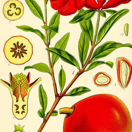 Pomegranate by Georgia Clare