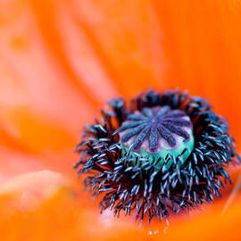 Poppy Center 2 by Rebecca Cozart