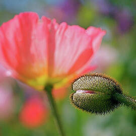 Poppy in Waiting by Rona Black