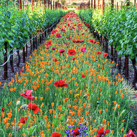 Poppy Lined Vineyard by Rmb Images Photography By Robert Bowman