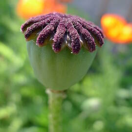 Poppy Seed Head 1 by Richard Reeve