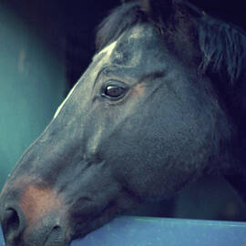 Portrait Of A Brown Horse by By Ana Gassent