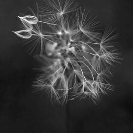 Portrait of a Dandelion by Rona Black
