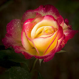 Portrait of a Double Delight Rose by Jean Noren
