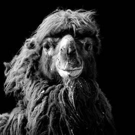 Portrait of Camel in black and white by Lukas Holas