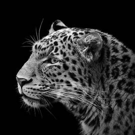 Portrait of Leopard in black and white III by Lukas Holas