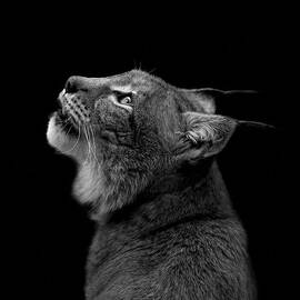 Portrait of Lynx in black and white by Lukas Holas