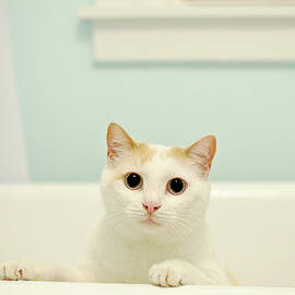 Portrait Of White Cat by Melissa Ross