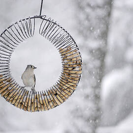 Posing for Peanuts by Richard Reeve