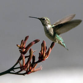 Posing on Kangaroo Paw by Joe Schofield