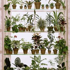 Potted Plants On Shelves by Wiliam Grigsby