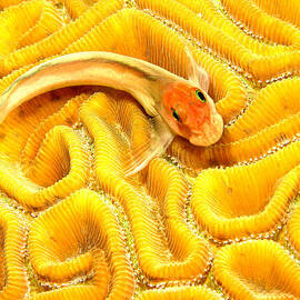 Precious Goby by Jean Noren