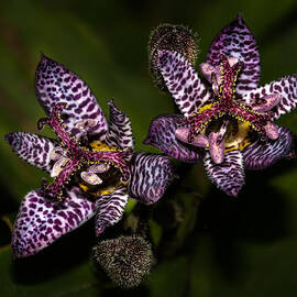 Prettier than a Toad by Jean Noren