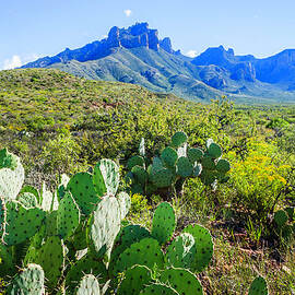Prickly Pear Cacti, Casa Grande Peak by Dszc