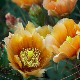 Prickly Pear Cactus by Mary Lee Dereske