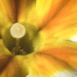 Primrose Closeup by Jean Noren