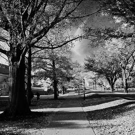 Princeton University Elm Drive by Georgia Clare