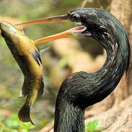 Prized Catch by Adam Jewell